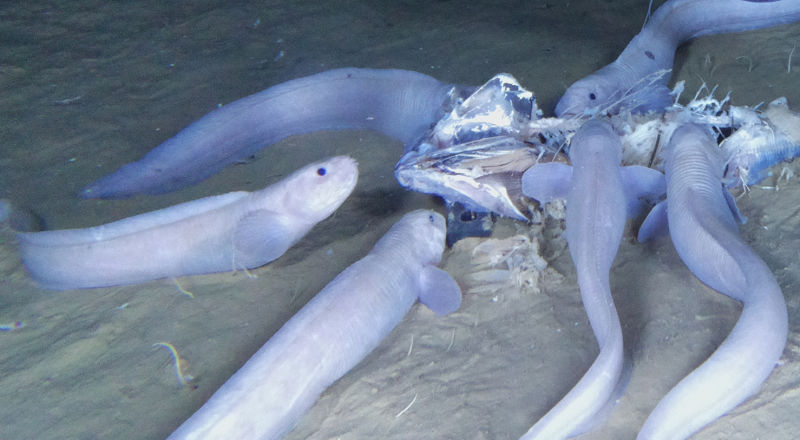 Un grupo de peces de la familia ‘Liparidae’ se acerca a un pez muerto que fue usado como cebo.